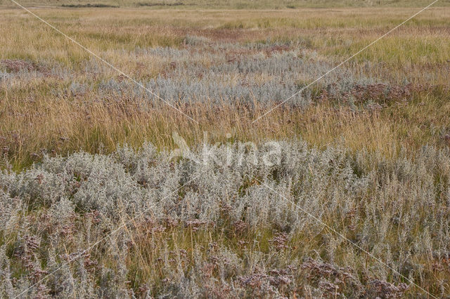Zeealsem (Artemisia maritima)
