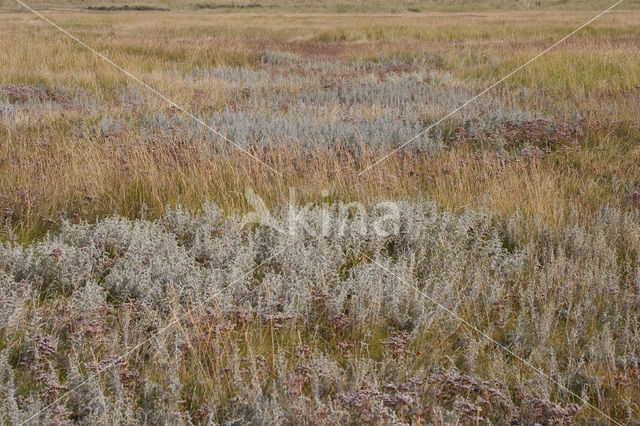 Sea Wood (Artemisia maritima)