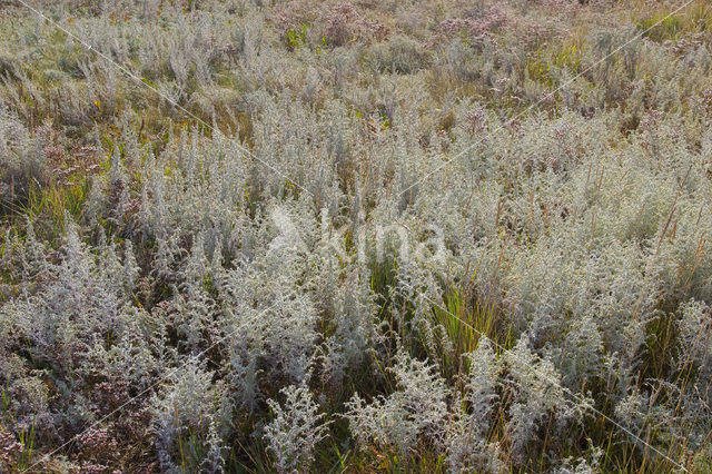 Zeealsem (Artemisia maritima)