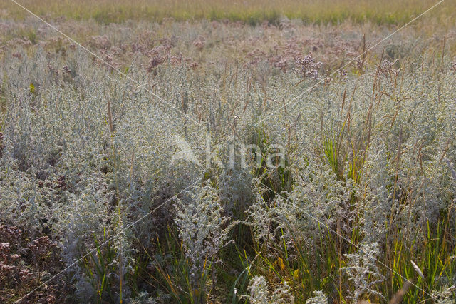 Sea Wood (Artemisia maritima)