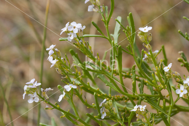 Sea Rocket (Cakile maritima)