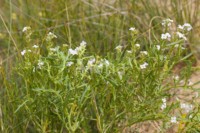 Sea Rocket (Cakile maritima)