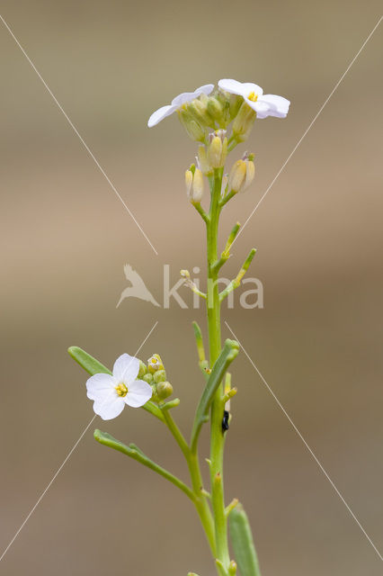 Zeeraket (Cakile maritima)