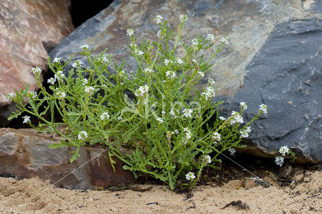 Sea Rocket (Cakile maritima)