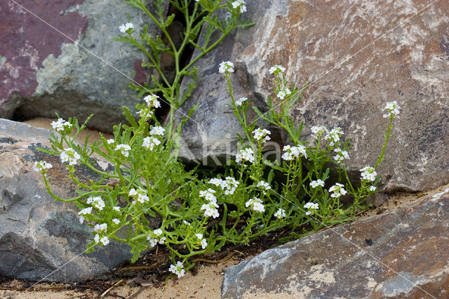 Sea Rocket (Cakile maritima)