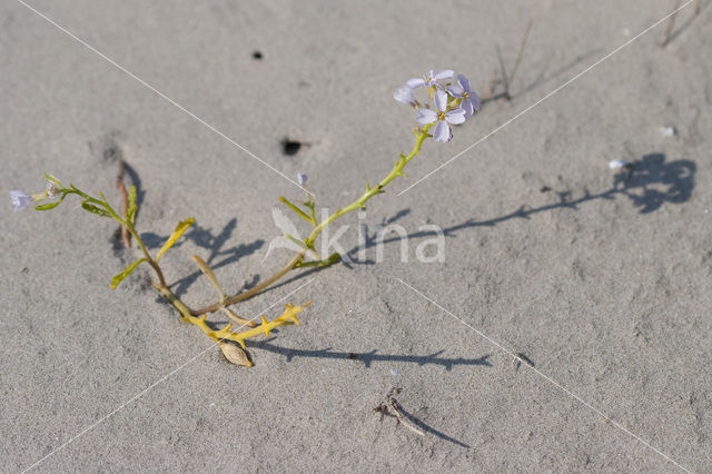 Zeeraket (Cakile maritima)