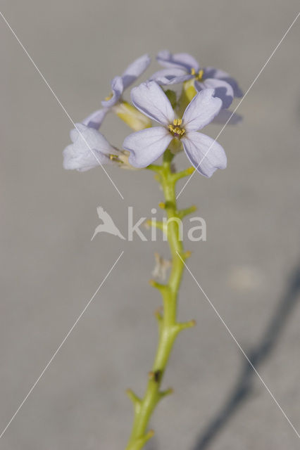 Zeeraket (Cakile maritima)