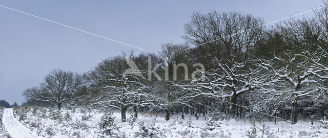 Common Oak