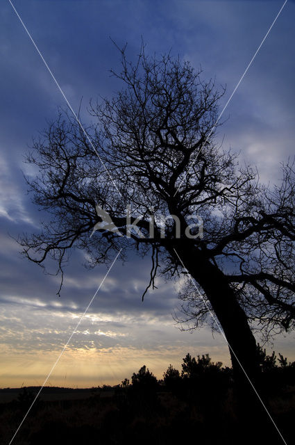 Zomereik (Quercus robur)