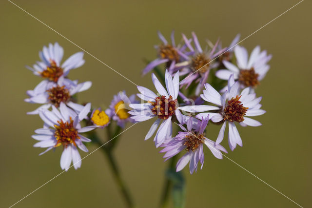 Sea Aster (Aster tripolium)