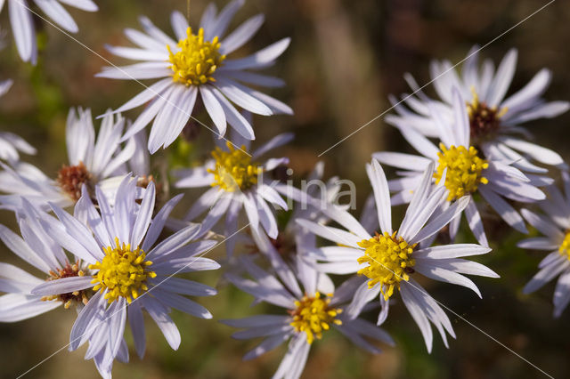 Sea Aster (Aster tripolium)