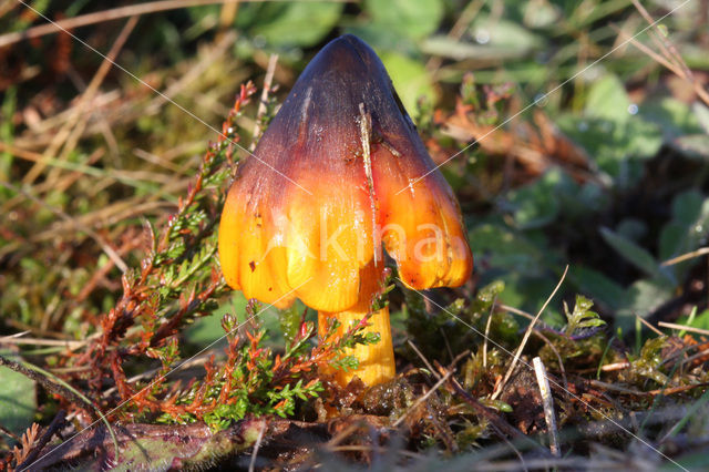 Zwartwordende wasplaat (Hygrocybe conica)