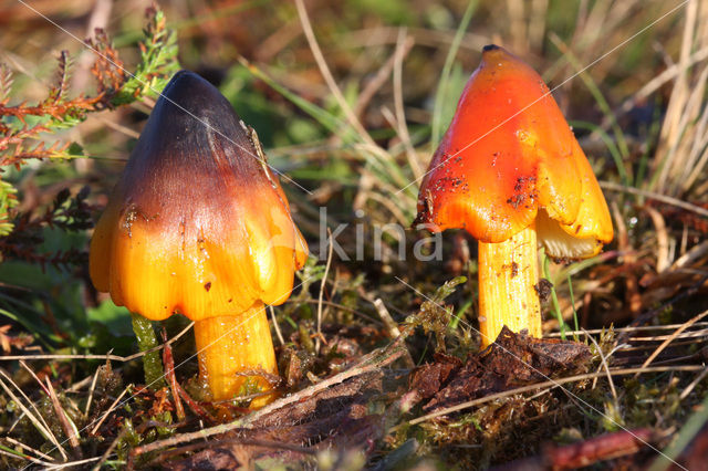 Zwartwordende wasplaat (Hygrocybe conica)