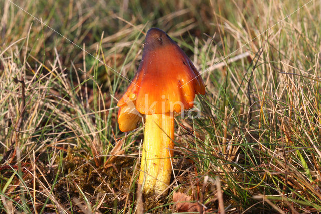 Zwartwordende wasplaat (Hygrocybe conica)