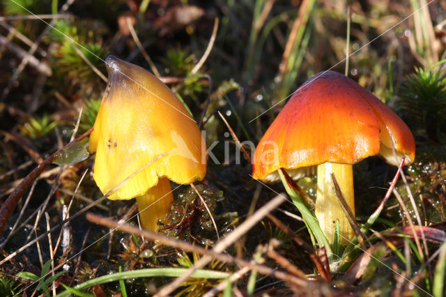 Zwartwordende wasplaat (Hygrocybe conica)