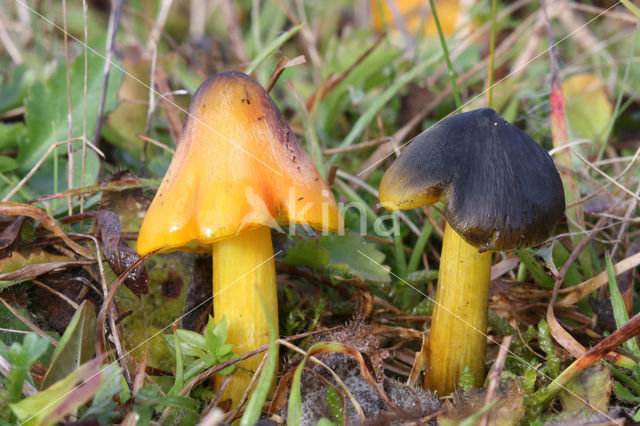 Zwartwordende wasplaat (Hygrocybe conica)