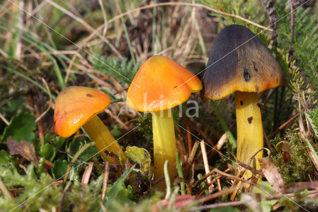 Zwartwordende wasplaat (Hygrocybe conica)