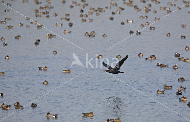 Great Cormorant (Phalacrocorax carbo)