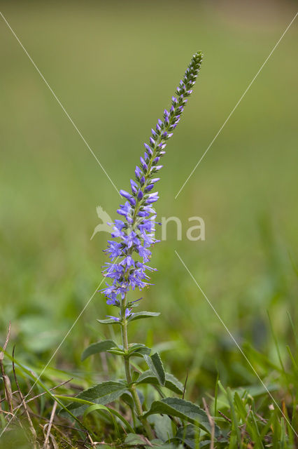 Spiked Speedwell (Veronica spicata)