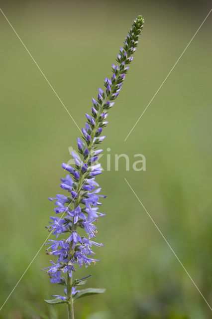 Spiked Speedwell (Veronica spicata)