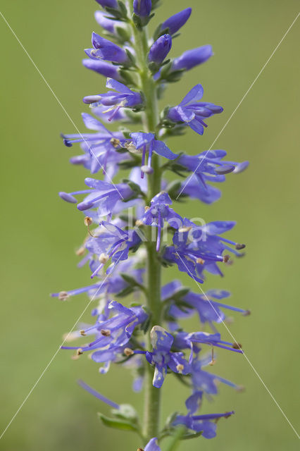 Spiked Speedwell (Veronica spicata)