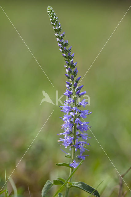 Spiked Speedwell (Veronica spicata)