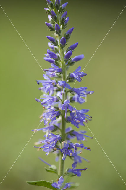 Spiked Speedwell (Veronica spicata)