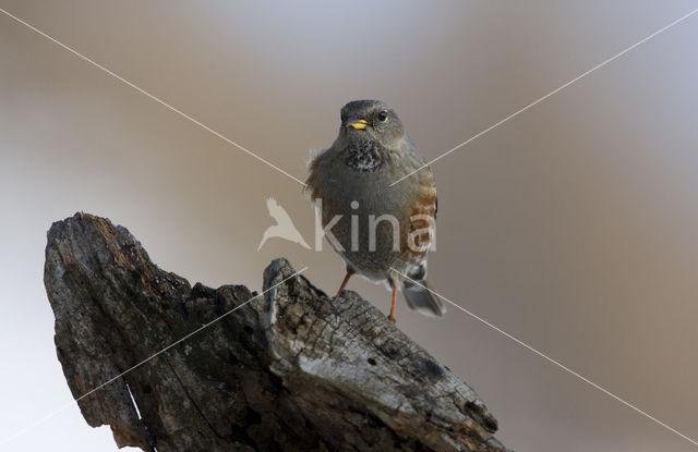 Alpenheggemus (Prunella collaris)