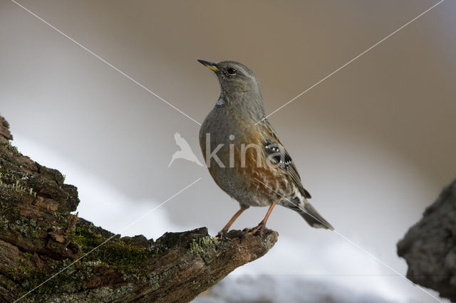 Alpenheggemus (Prunella collaris)