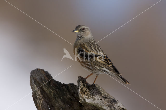 Alpenheggemus (Prunella collaris)