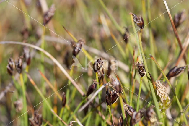 Few-flowered Spike-rushe (Eleocharis quinqueflora)