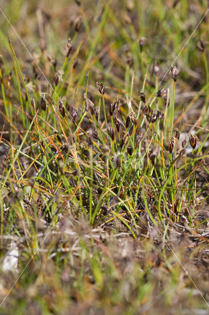 Few-flowered Spike-rushe (Eleocharis quinqueflora)
