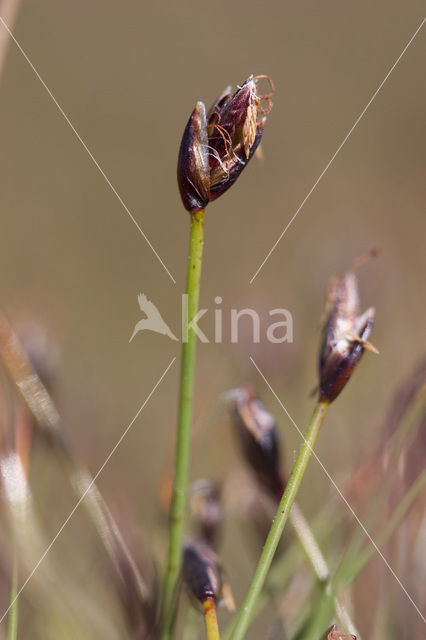 Few-flowered Spike-rushe (Eleocharis quinqueflora)