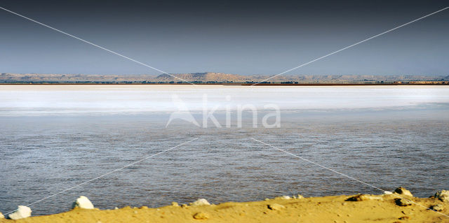 Bahariya Oasis