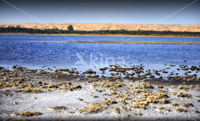 Bahariya Oasis