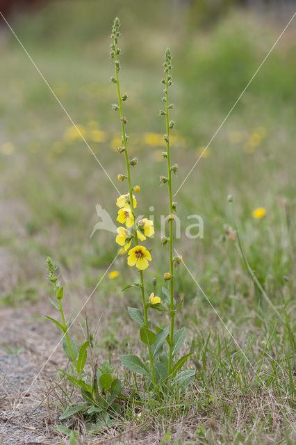 Beklierd mottenkruid (Verbascum virgatum)