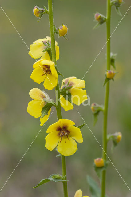 wand mullein (Verbascum virgatum)