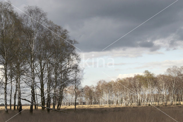 Birch (Betula)