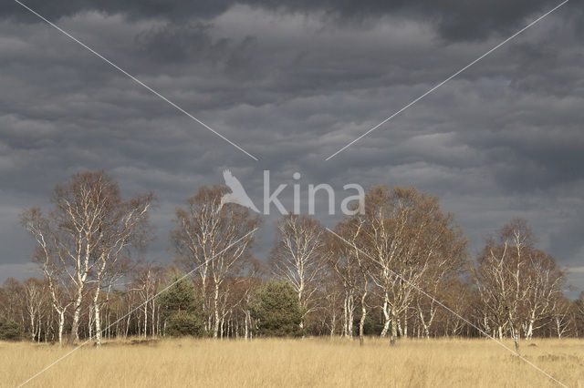 Birch (Betula)