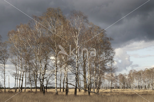 Birch (Betula)