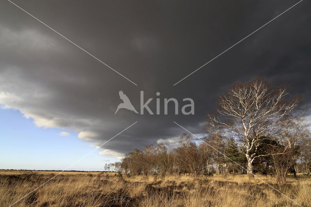 Birch (Betula)