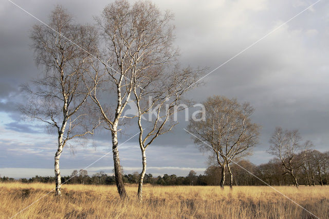 Birch (Betula)