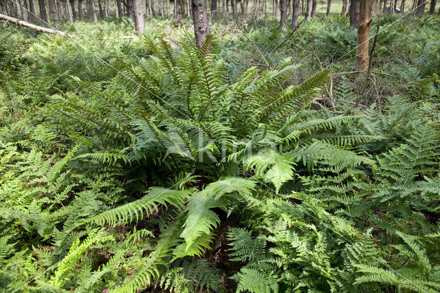 Beschubde mannetjesvaren (Dryopteris pseudomas)