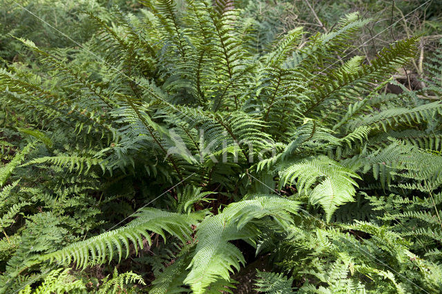 Beschubde mannetjesvaren (Dryopteris pseudomas)