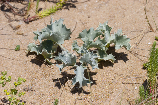 Blauwe zeedistel (Eryngium maritimum)