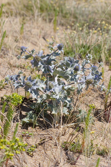 Blauwe zeedistel (Eryngium maritimum)