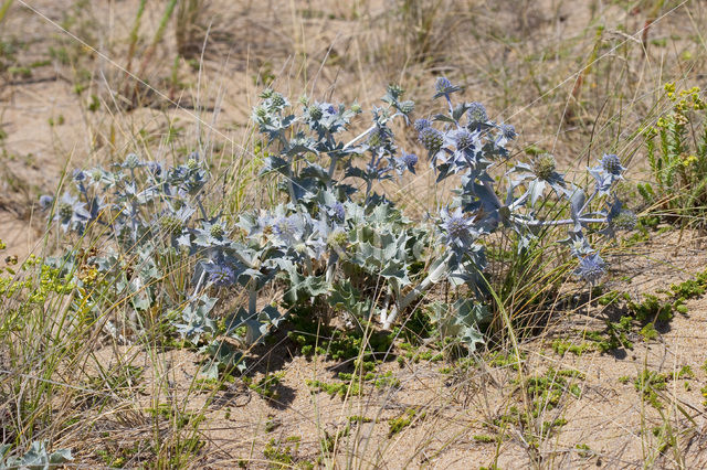 Blauwe zeedistel (Eryngium maritimum)