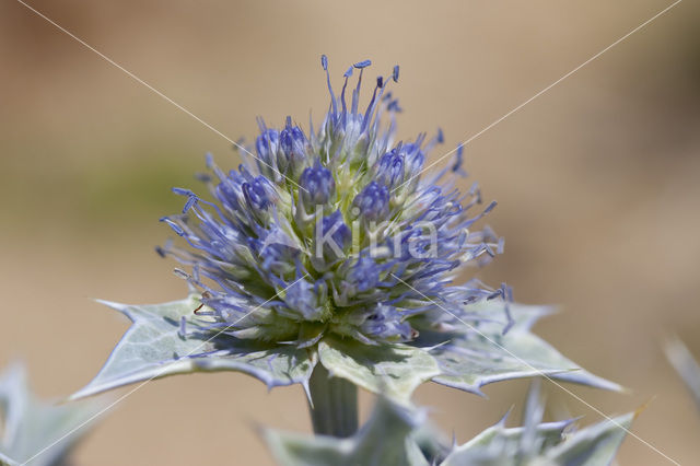 Sea-holly (Eryngium maritimum)