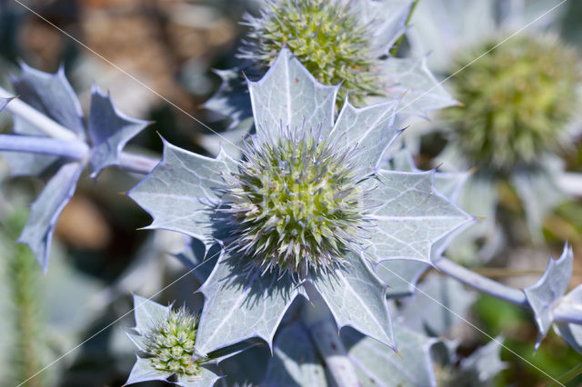 Blauwe zeedistel (Eryngium maritimum)