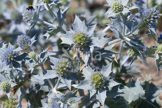 Sea-holly (Eryngium maritimum)